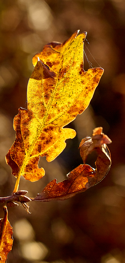 Feuille de chêne aux couleurs d’automne dans la Nièvre
