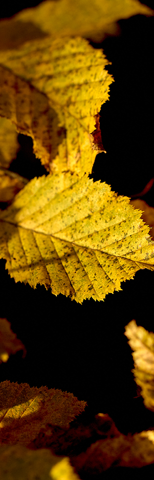 Feuilles jaunes et orangées éclairées par la lumière d’automne