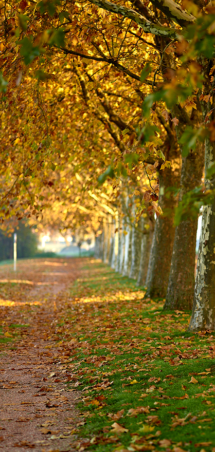 Allée bordée d’arbres aux couleurs d’automne à Fourchambault