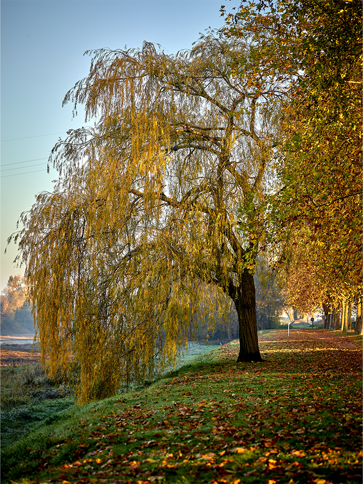 Saule aux couleurs d’automne à Fourchambault dans la Nièvre