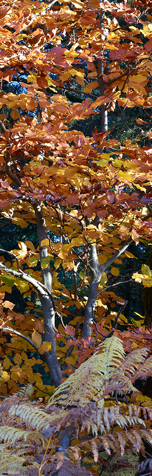 Feuillage jaune et orangé en forêt à l’automne