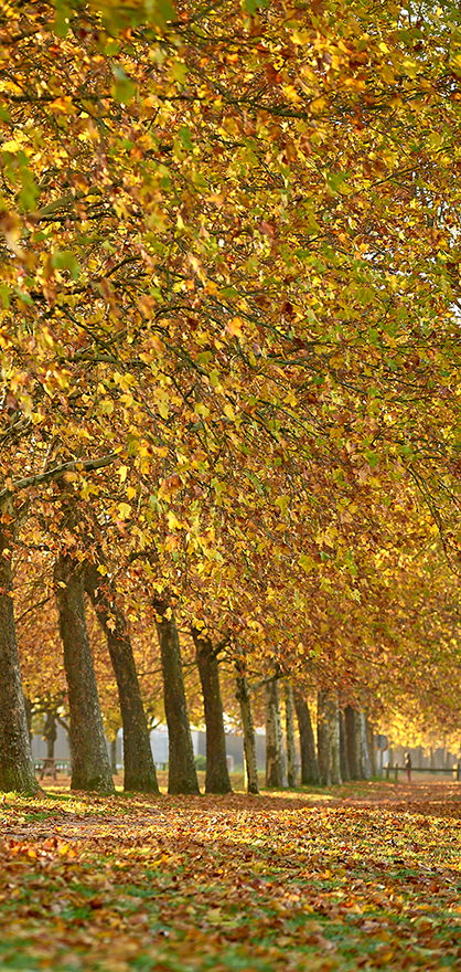 Alignement d’arbres aux couleurs de l’automne dans la Nièvre