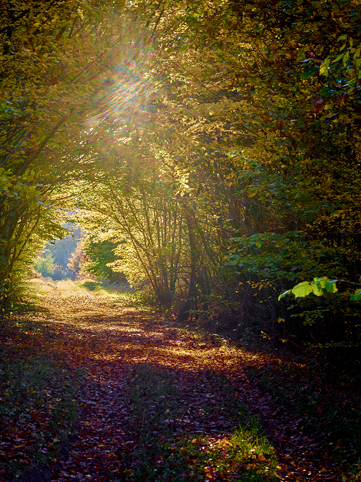 Chemin forestier en automne dans la forêt des Bertranges en Nièvre